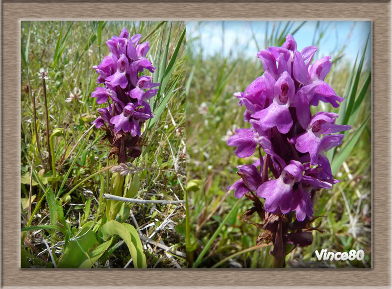 Dactylorhiza praetermissa ( Orchis négligé ) 9-1