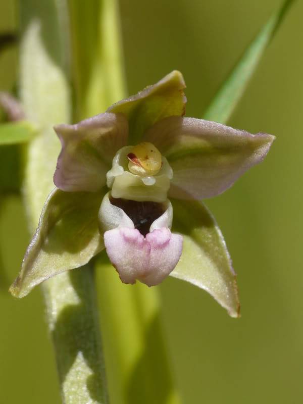 Orchidées sauvages et fleurs... P1020181