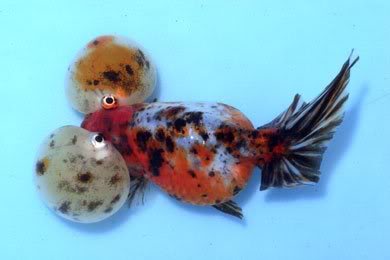 الأسماك الذهبية Goldfish Calico_bubbleeye