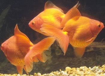 السمكة الذهبية Goldfish Fantail