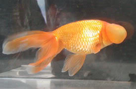 السمكة الذهبية Goldfish Red_bubble_eye_2003a
