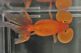 السمكة الذهبية Goldfish Red_bubble_eye_2005-2