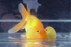 السمكة الذهبية Goldfish Yellow_bubble_eye_1999