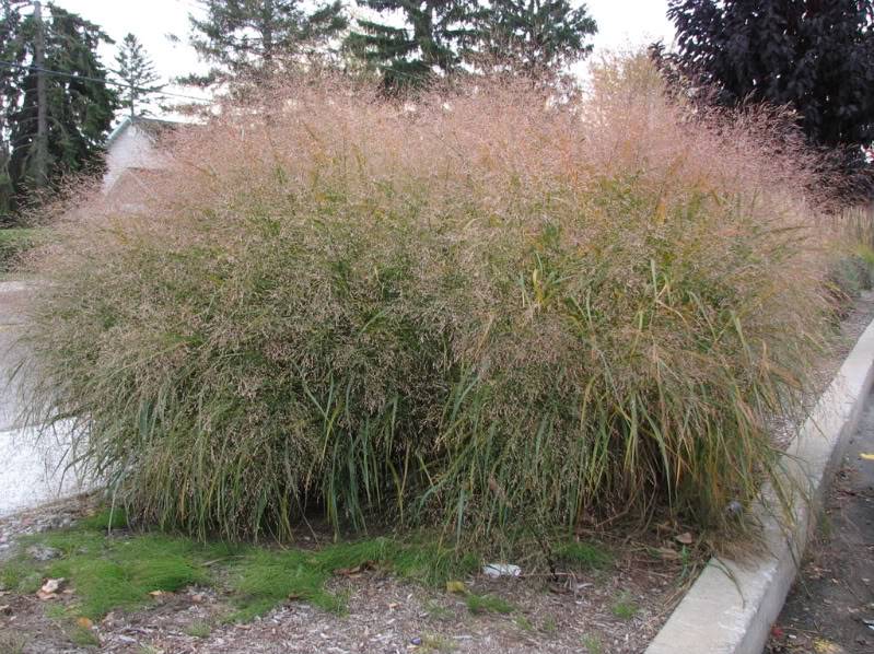 panicum squaw 3octobre2008042