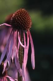 Echinacea Echin