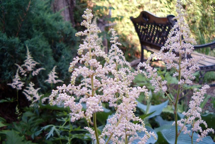 Les astilbes AstilbesdeTaro1