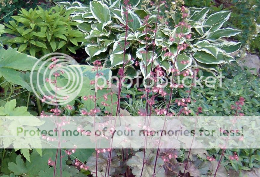 Heuchera Heuchreethosta