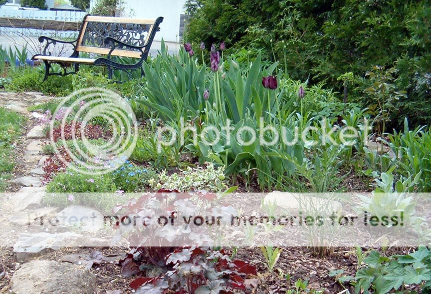 Heuchera Heuchresettulipes