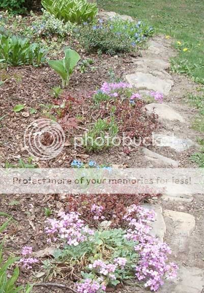 sedum red carpet Sedum