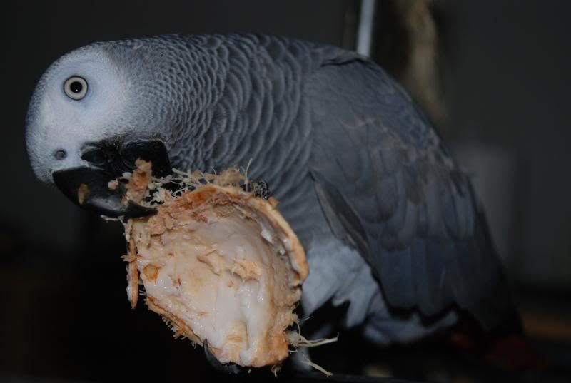 I love coconut. DSC_0006-1