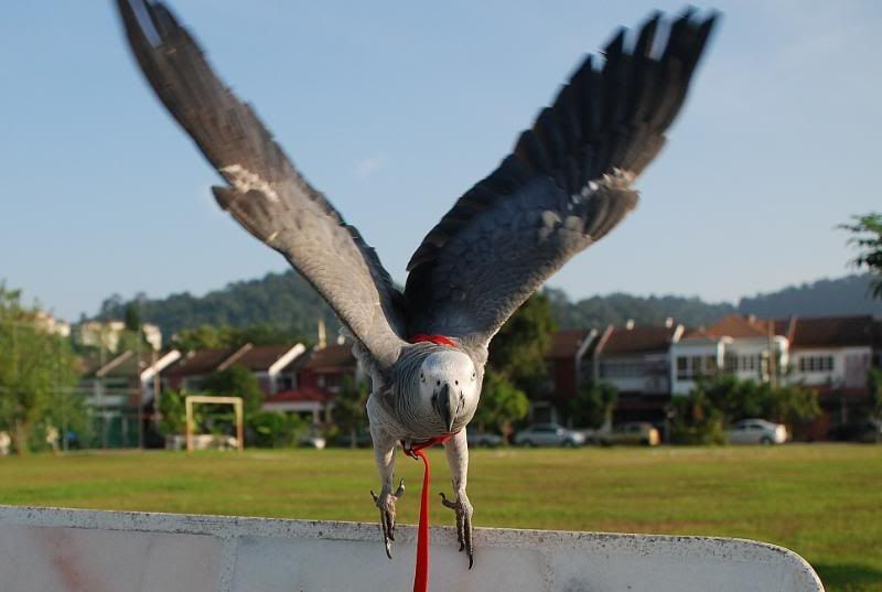 My best flight shots. DSC_0114