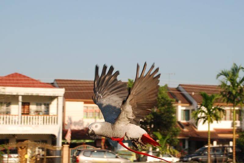 More flight shots. DSC_0148-1