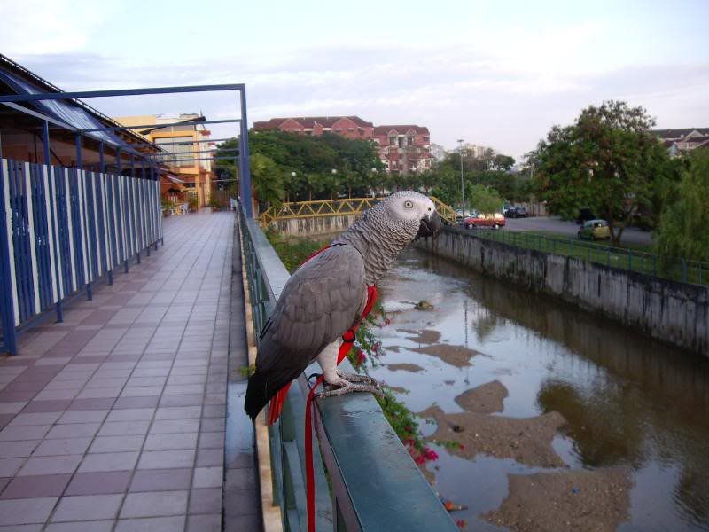 Morning walk IMG_1174