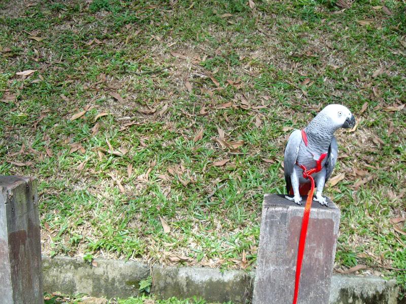 Cocoa goes to Taman Tasik Sri Gombak IMG_1355