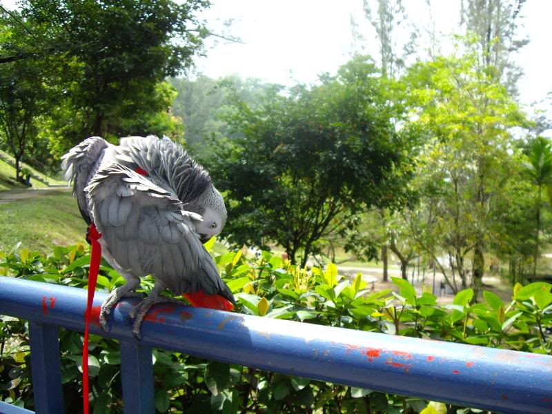 Cocoa goes to Taman Tasik Sri Gombak IMG_1360