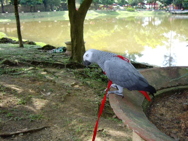 Cocoa goes to Taman Tasik Sri Gombak IMG_1373