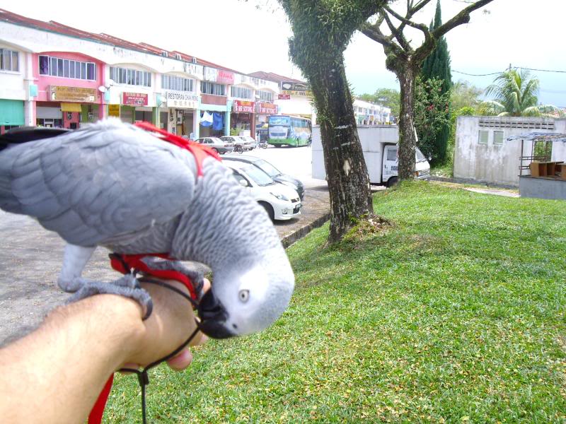 Cocoa goes to Taman Tasik Sri Gombak IMG_1385