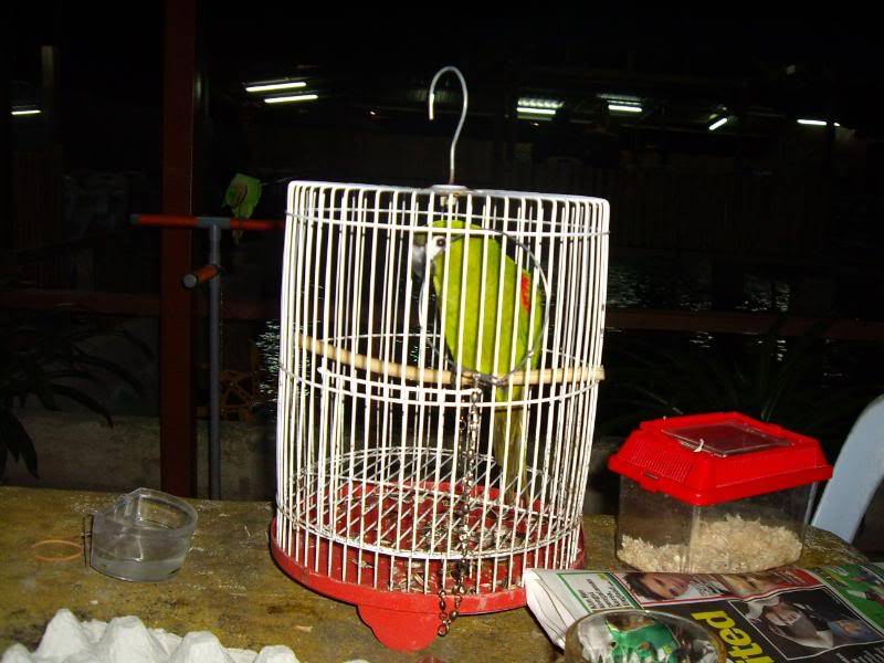 3rd Parrot Club Gathering IMG_1403