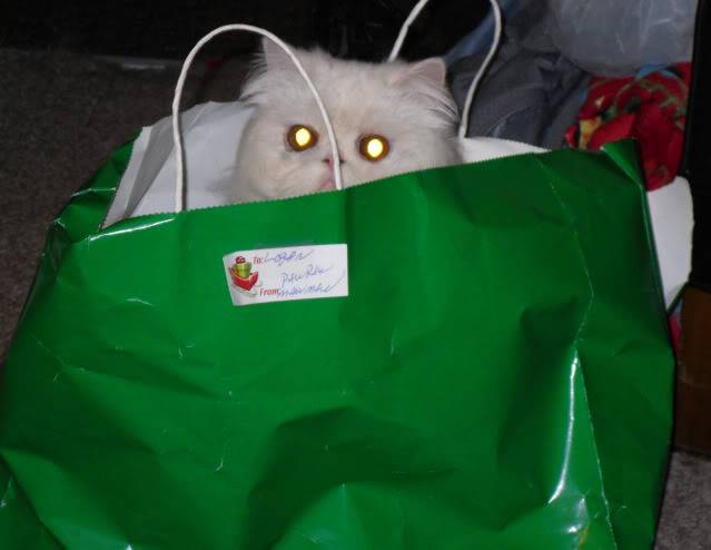 My Cat in a bag 052