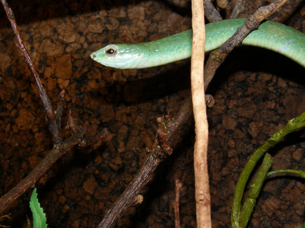 Dispholidus typus (Boomslang) Boomslang2002