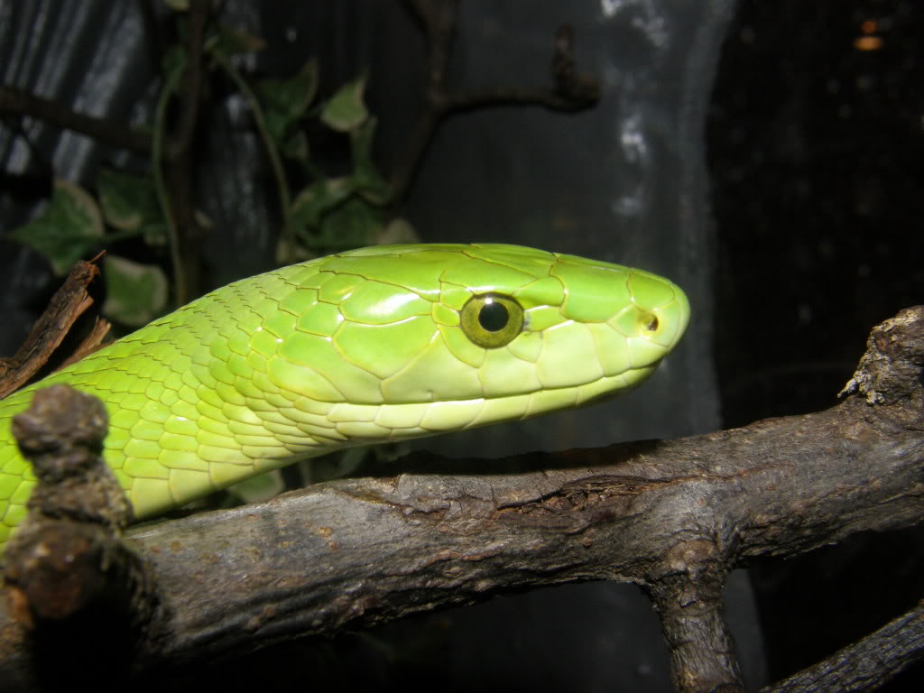 Eastern Green Mamba (Dendroaspis angusticeps) Simuscannitypus062