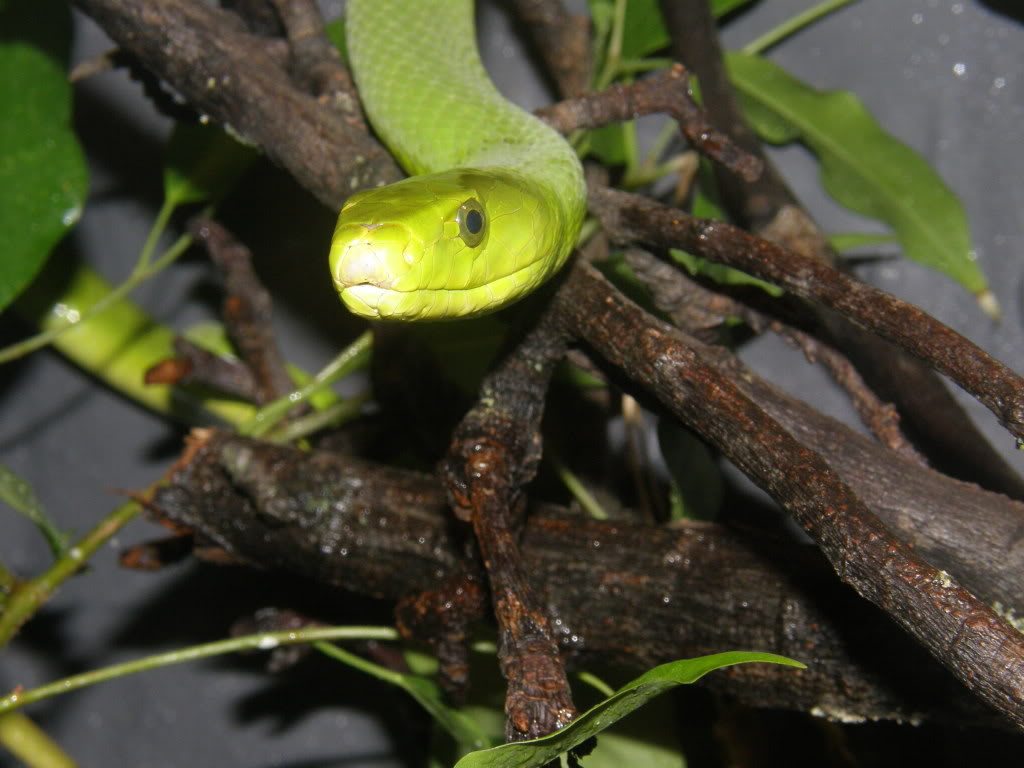 Eastern Green Mamba (Dendroaspis angusticeps) Taipanmamba042