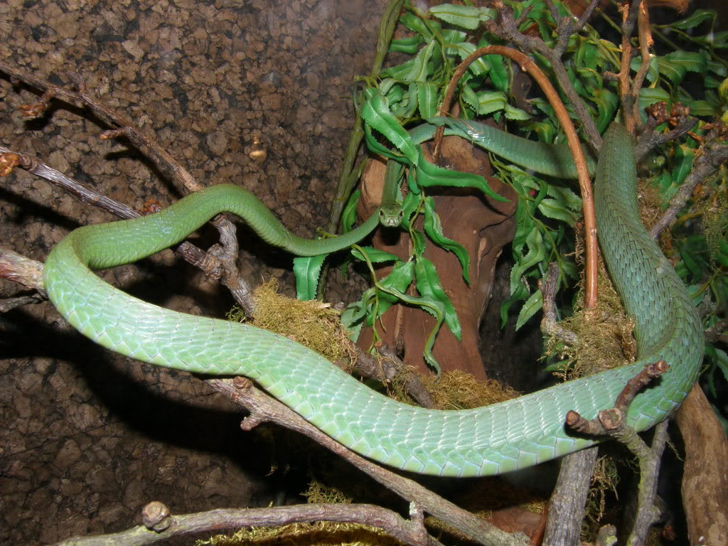 Dispholidus typus (Boomslang) Venomoussnakes032