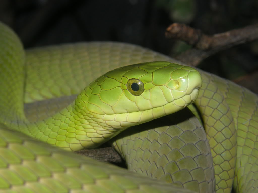 Eastern Green Mamba (Dendroaspis angusticeps) Venomoussnakes048