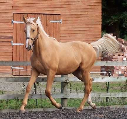 Lost, Helpless, and hungry= Misery PalominoThoroughbredTrotting