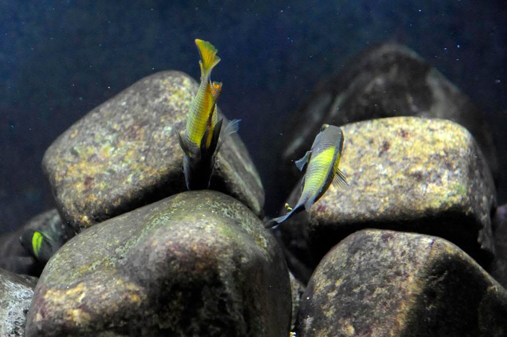 (Tanganyika) Tropheus Ikola (update, new photos) -  3 _DSC0336