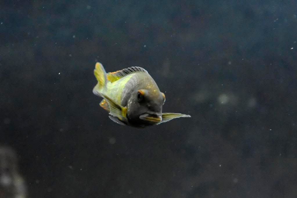 (Tanganyika) Tropheus Ikola (update, new photos) -  3 _DSC0340