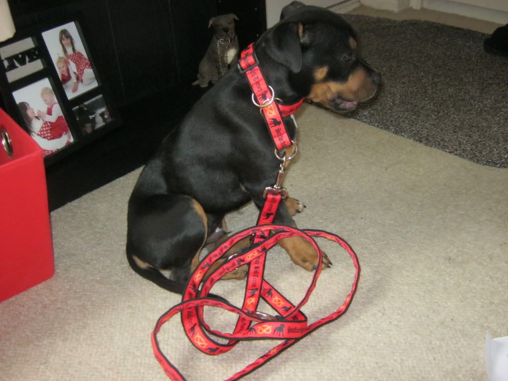 I got a new collar & lead...... 004-1