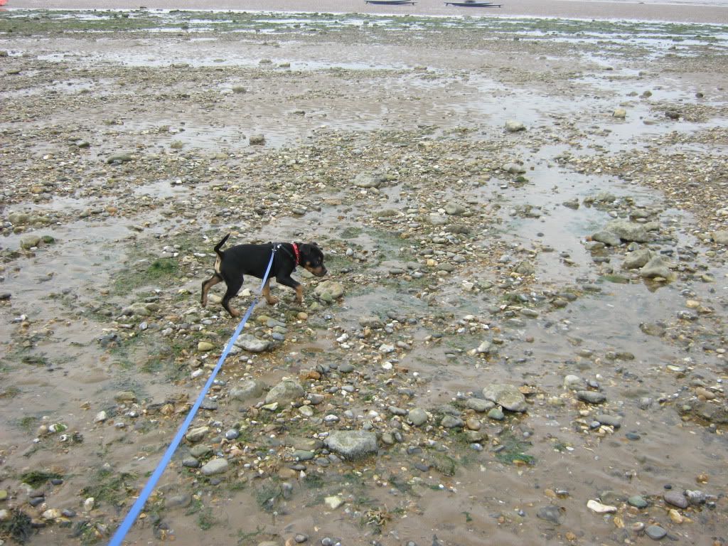 Kodi's first beach trip (pic heavy) 019