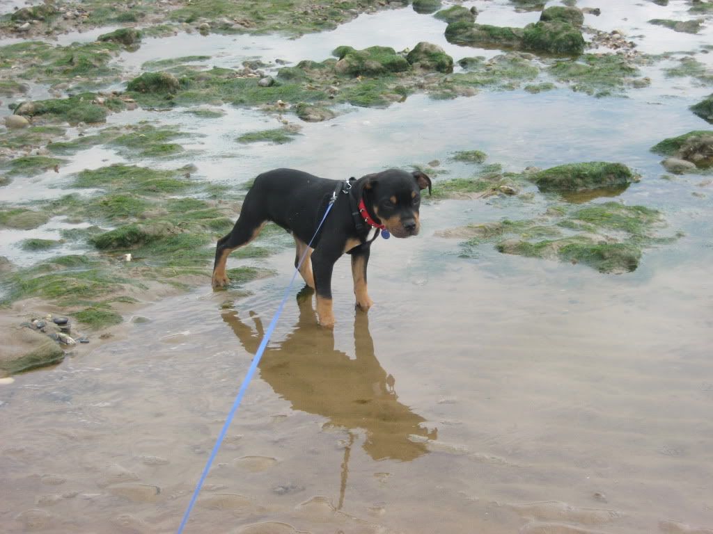 Kodi's first beach trip (pic heavy) 023