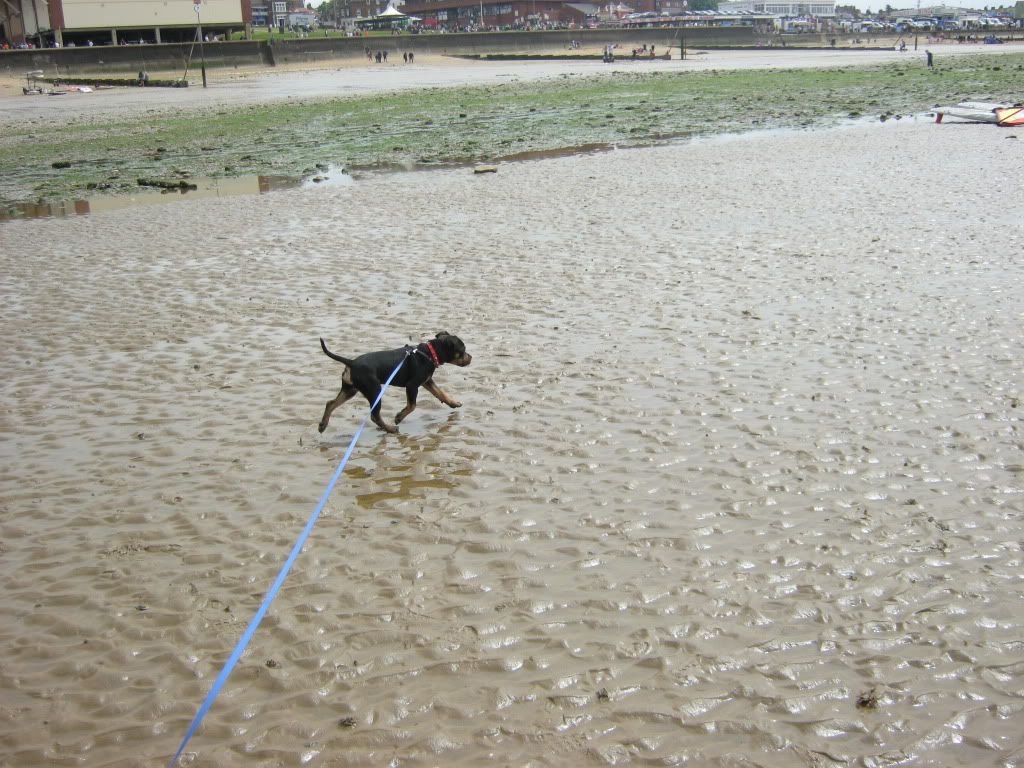 Kodi's first beach trip (pic heavy) 034