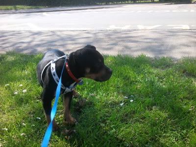 Kodi's 1st walk & few extra 2012-05-22145403