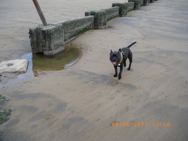 Zero's first beach trip IMGP5627