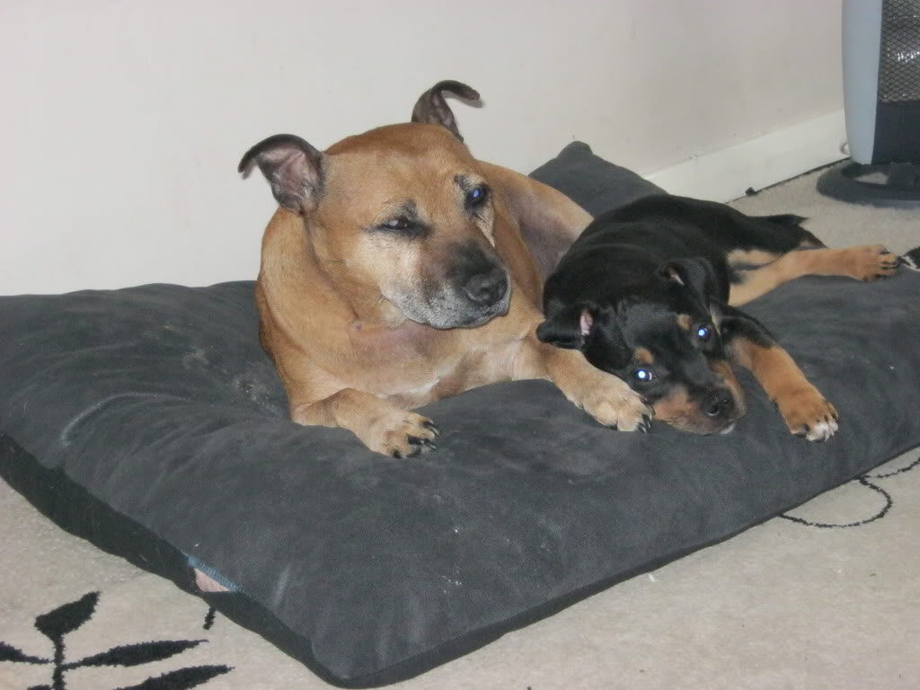 More of my lil Tri boy Kodi & Mazzy Moo IMG_0059