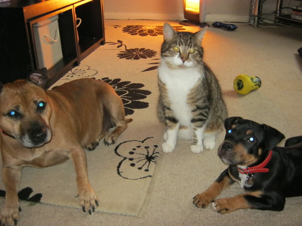 Staffies & cats IMG_0085