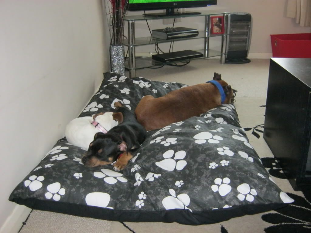 Bigggest dog bed ever.................. IMG_0412