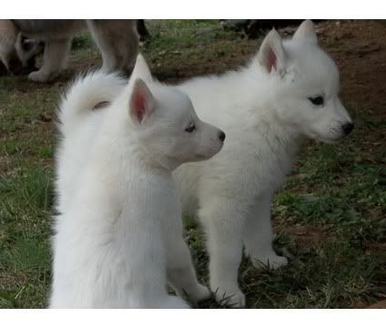 Neptune & Calypso's Scrapbook-Snowdogs by the Sea Calypso