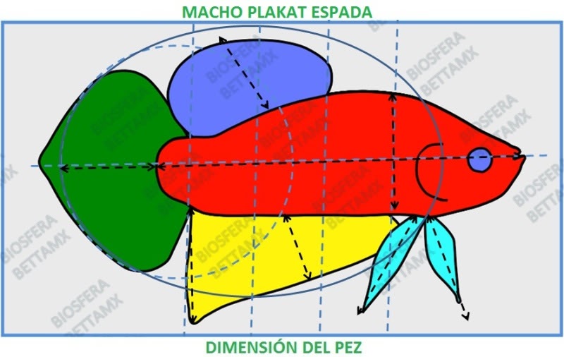 ESTANDARES PEZ BETTA PLAKAT (PK) MACHOPKESPADA