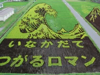 sawah punya orang jepang.... Sawah4