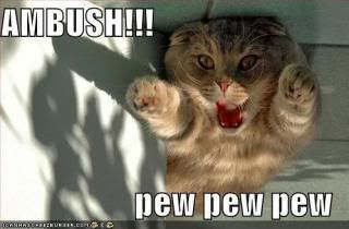 Kpek, AMV-k, flash-ek, fanartok, animcik... Funny-pictures-ambush-cat