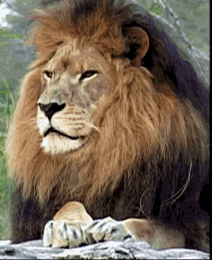 lion - Le lion et le chasseur Jean de La Fontaine(poème) Lion