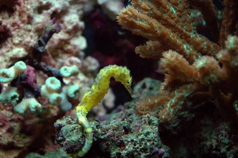 seahorse tank DSC_0039-4