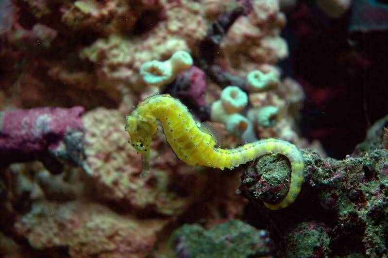 seahorse tank DSC_0042-2