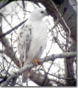 avvariae paradyne ; Hawk-white-lg1-1