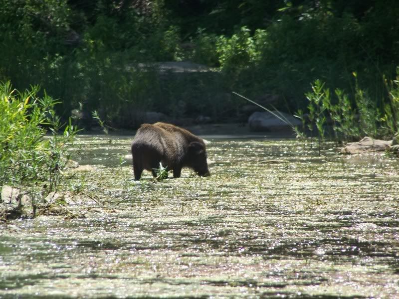 Razorbacks in Arkansas Picture_074