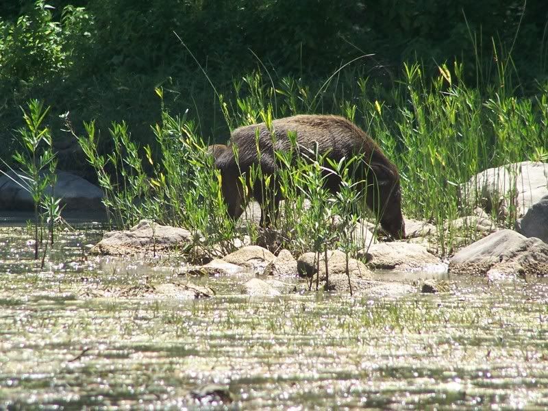 Razorbacks in Arkansas Picture_078